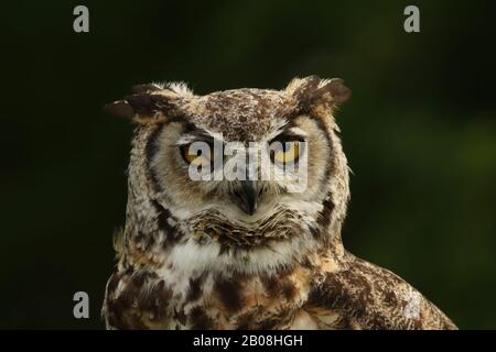 great horned owl close up Stock Photo