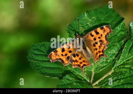 comma butterfly Stock Photo