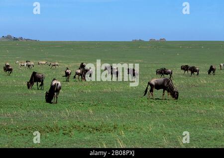 TANZANIA, SERENGETI, PLAIN WITH MIGRATING WILDEBEESTE AND ZEBRAS Stock Photo