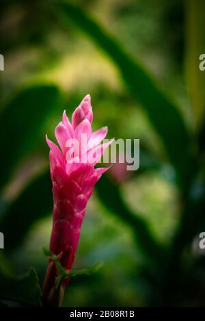 Hawaiian Ginger Growing Wild in Lush Rainforest Stock Photo