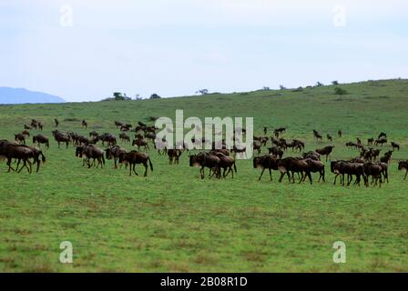 TANZANIA, SERENGETI, PLAIN WITH MIGRATING WILDEBEESTE Stock Photo