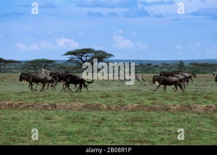 TANZANIA, SERENGETI, PLAIN WITH MIGRATING WILDEBEESTE AND ZEBRAS Stock Photo