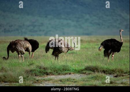 TANZANIA, NGORONGORO CRATER, OSTRICHES, MALE (BLACK) AND FEMALE (GRAYISH BROWN) Stock Photo