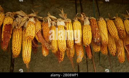 Corn dry cob ear hangs Zea mays mature ripe fresh plants in agricultural field, maize hanging drought dried, farm nad farming land, Central Moravia Stock Photo