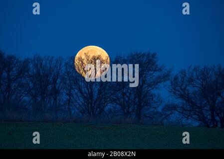 big yellow full moon looks between tree silhouettes in blue sky Stock Photo