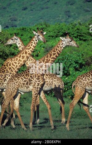 TANZANIA,GREAT RIFT VALLEY, LAKE MANYARA, MASAI GIRAFFES Stock Photo