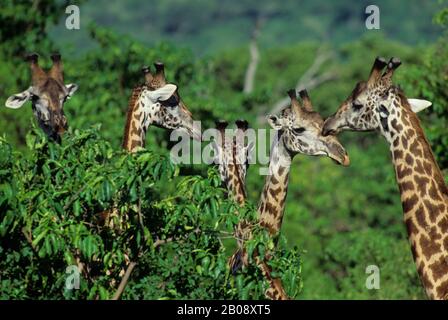 TANZANIA,GREAT RIFT VALLEY, LAKE MANYARA, MASAI GIRAFFES Stock Photo