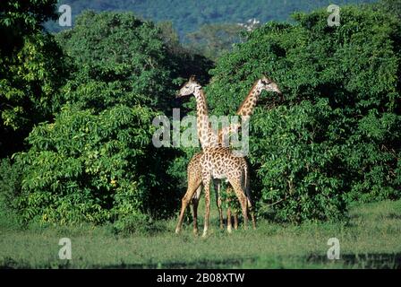 TANZANIA,GREAT RIFT VALLEY, LAKE MANYARA, MASAI GIRAFFES Stock Photo