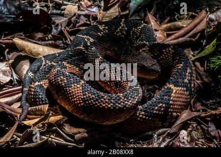 South American Bushmaster (Lachesis m. muta) from the Amazon Basin of Peru. Stock Photo