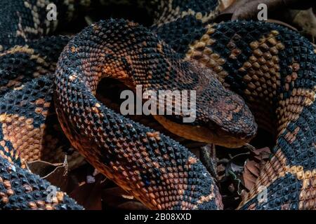 South American Bushmaster (Lachesis m. muta) from the Amazon Basin of Peru. Stock Photo