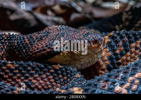 South American Bushmaster (Lachesis m. muta) from the Amazon Basin of Peru. Stock Photo