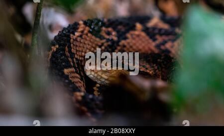 South American Bushmaster (Lachesis m. muta) from the Amazon Basin of Peru. Stock Photo