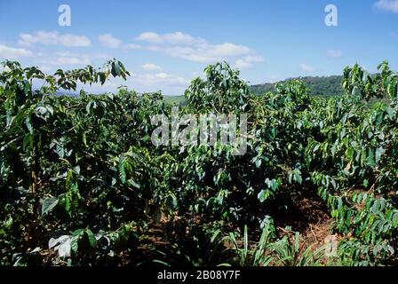 TANZANIA, NEAR ARUSHA, COFFEE PLANTATION, COFFEE BUSHES Stock Photo