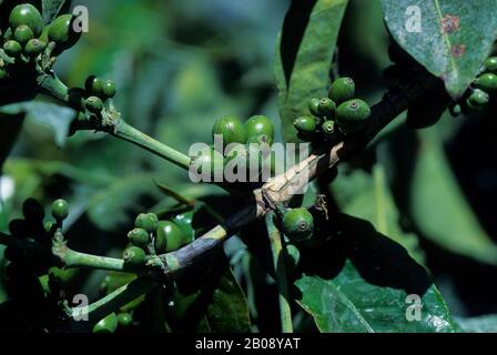 TANZANIA, NEAR ARUSHA, COFFEE PLANTATION, COFFEE BEANS ON PLANT Stock Photo