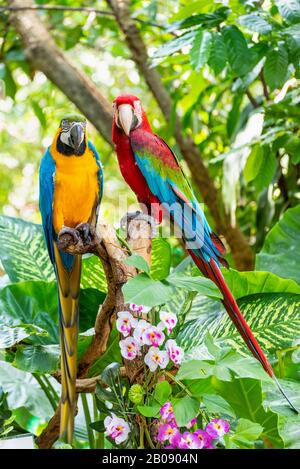 Blue and Gold Macaw or Ara Ararauna and Green Winged Macaw or Ara Chloroptera cute pets colorful birds, Beautiful nature wildlife of a Parrot pair is Stock Photo