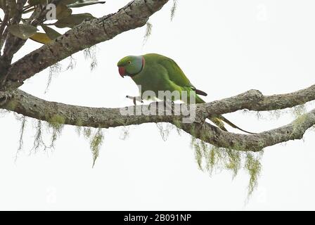 Echo Parakeet (Psittacula eques) adult walking along branch  Mauritius                   November Stock Photo