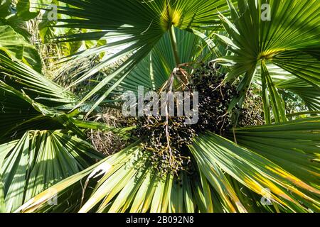 Palm tree in spain with many black fruits Stock Photo