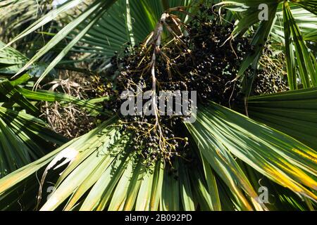 Palm tree in spain with many black fruits Stock Photo