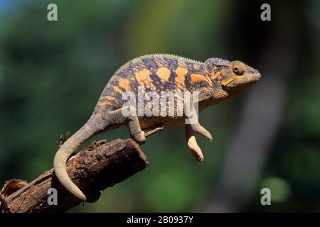 MADAGASCAR, NOSY BE, FEMAL PANTHER CHAMELEON (Chamaeleon pardalis) Stock Photo