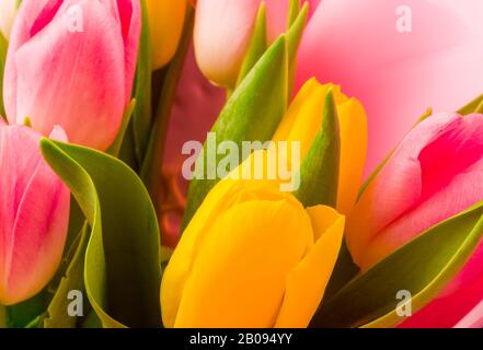 Background for a greeting card - a bouquet of fresh pink and yellow tulips Stock Photo