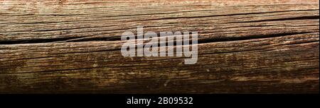 Tree trunk background. Panorama photo. Stock Photo