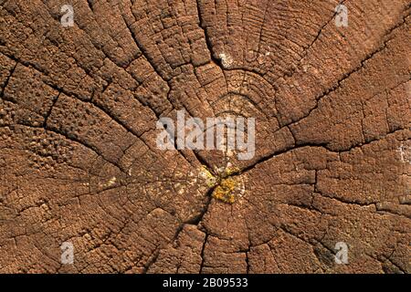 Tree trunk background. Panorama photo. Stock Photo