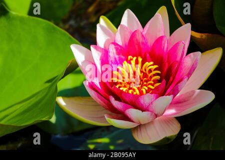 Pink lotus blossoms or water lily flowers blooming on pond Stock Photo