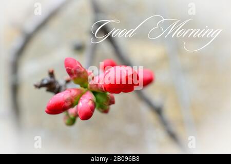 chaenomeles . red flowers . Close up of a flowering Cydonia plant (Chaenomeles speciosa)with text Stock Photo