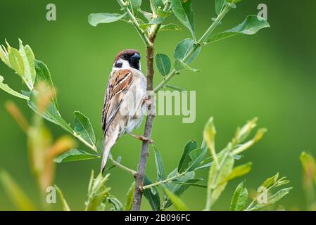 Eurasian tree sparrow (Passer montanus) Stock Photo