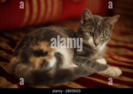 Gray kitten lies on a red sofa. Portrait of a domestic cat. Stock Photo
