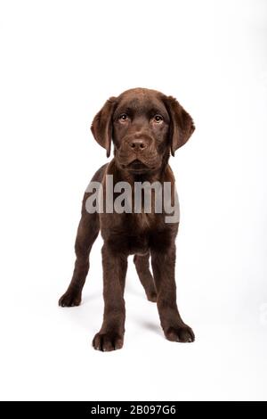 Beautiful 3 month Labrador dog looking towards camera on white background Vertical image.