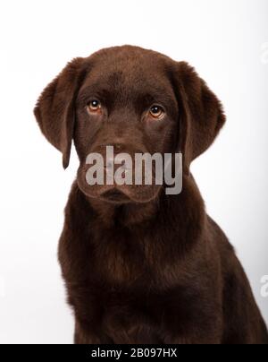 Portrait of beautiful chocolate colored Labrador puppy looking towards camera on white background. Isolated image.