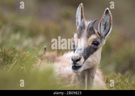 Portrait d'un jeune chamois Stock Photo