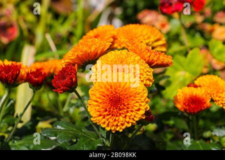 This is a beautiful pink chrysanth. Chrysanthemums Stock Photo