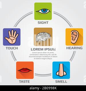 Five human senses smell, sight, hearing, taste, sensory. Vector infographics sence with nose, hand, mouth, eye, ear icons. Illustration of brain and himan senses Stock Vector