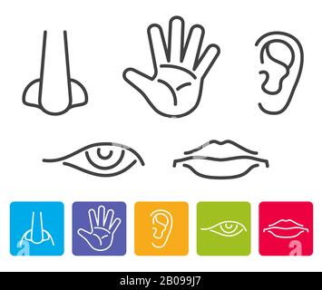 Five human senses smell, sight, hearing, taste, touch vector. Icons human sense, illustration of five senses Stock Vector