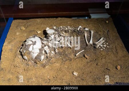 Skeleton of a baby, late 2nd century, lullingstone roman villa, kent, uk Stock Photo