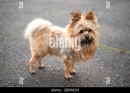 Dog, a cross between the Yorkshire Terrier. It stands on the pavement. Stock Photo