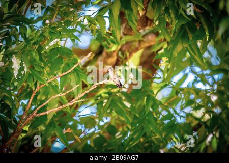 Female sombre hummingbird (Aphantochroa cirrochloris) AKA Beija-Flor Cinza standing in a tree in Brazil Stock Photo