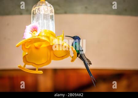 Swallow-tailed Hummingbird (Eupetomena macroura) AKA Beija-Flor Tesoura feeding on a feeder in Brazil coutryside Stock Photo