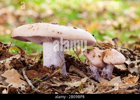 Lepista nuda, Clitocybe nuda. Several specimens of different sizes growing under an old oak. Leon, Spain Stock Photo