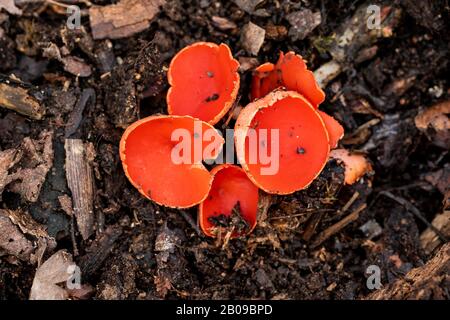 Sarcoscypha coccinea, which grows on the forest floor among dead leaves. Spain Stock Photo