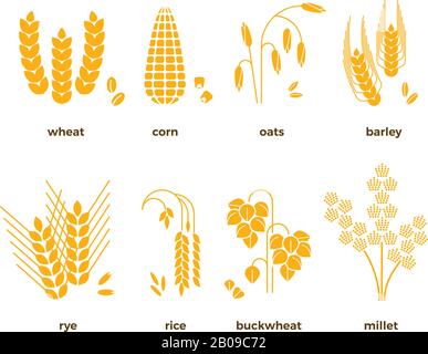 Cereal grains vector icons. Rice and wheat, corn and oats, rye and barley. Set of grain harvest, illustration of agriculture grains Stock Vector