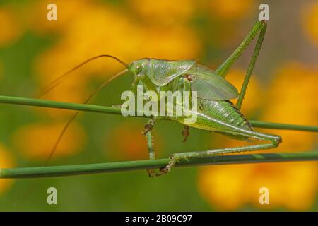 close up of grasshopper sitting on two stems Stock Photo
