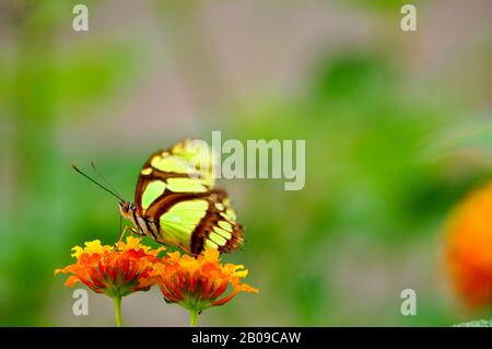 green Butterfly on a orange Flower. Stock Photo