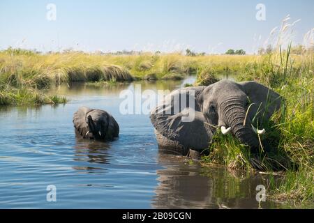 A mother elephant with her child enjoy the fresh water of the okovango river delta in the morning. Seen on a morning boot safari trip