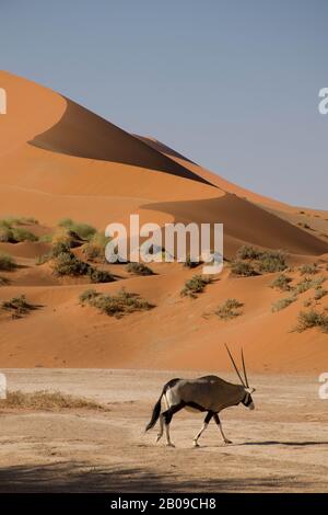 Oryx in front of a dune, in the namib desert in Namibia. Sossusvlei Stock Photo