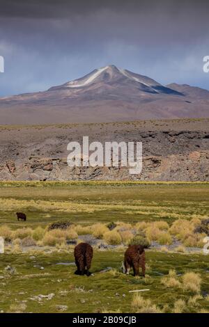 Two alpakas in the beautiful landscape of the andes mountains, with snow-covered volcano in the background. Stock Photo