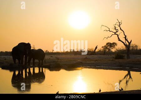 vElephant and tree reflecting in the water of a water hole during sunset in the Moremi national park Stock Photo