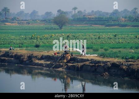 EGYPT, NILE RIVER BETWEEN LUXOR AND DENDERA, IRRIGATION OF FIELDS Stock Photo